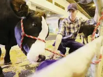  ??  ?? Australian ranch hand Jack Watson gives water to cattle for sale Tuesday at the Houston Livestock Show and Rodeo.