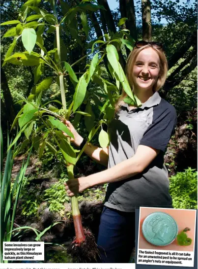  ??  ?? Some invasives can grow impressive­ly large or quickly, as this Himalayan balsam plant shows! The tiniest fragment is all it can take for an unwanted pest to be spread on an angler’s nets or equipment.