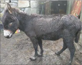  ??  ?? One of the 16 donkeys rescued from appalling living conditions in Sligo that are now being treated and rehabilita­ted at the Donkey Sanctuary in Liscarroll.