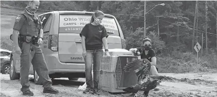  ?? SUMNER/NEWARK ADVOCATE] [MICHAELA ?? A juvenile bald eagle is released into the Newark area on Wednesday after being treated for a broken wing.