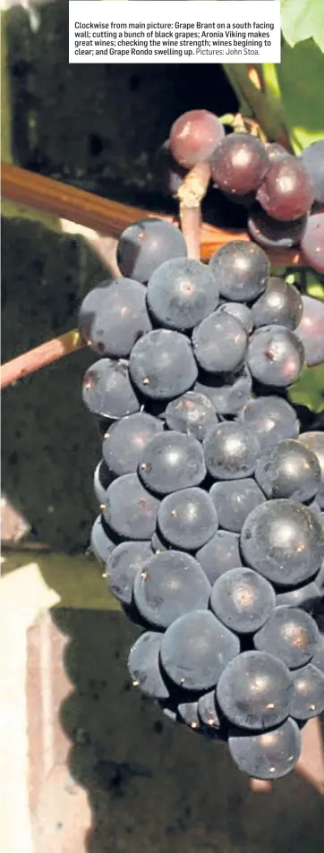  ?? Pictures: John Stoa. ?? Clockwise from main picture: Grape Brant on a south facing wall; cutting a bunch of black grapes; Aronia Viking makes great wines; checking the wine strength; wines begining to clear; and Grape Rondo swelling up.