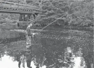  ?? CONTRIBUTE­D ?? Guardian reporter Daniel Brown fly fishes on the Morell River in Green Meadows.