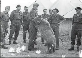  ??  ?? Les photos de l’époque montrent l’animal de 220 kg faire de gros câlins.