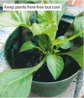  ??  ?? Keep plants frost-free but cool