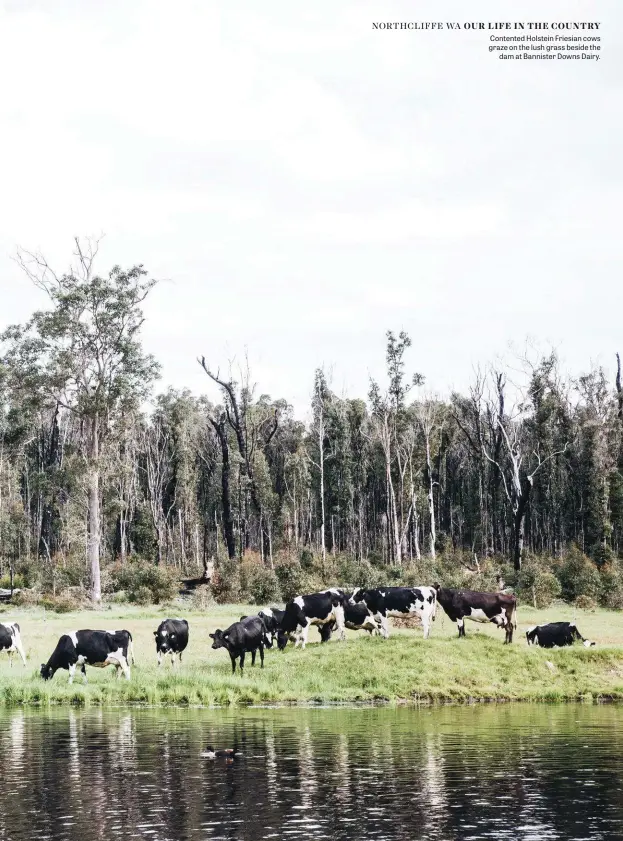  ??  ?? Contented Holstein Friesian cows graze on the lush grass beside the dam at Bannister Downs Dairy.