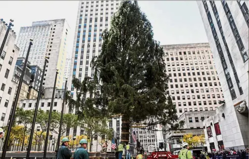  ??  ?? Tall timber: Workers raising the Rockefelle­r Center Christmas tree in New York City. — Reuters