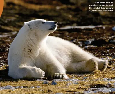  ??  ?? Polar bears have an excellent sense of smell. Fortunatel­y Michael and his group were downwind.