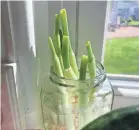  ?? LINDSAY HACK/USA TODAY ?? Grow green onions on your windowsill.