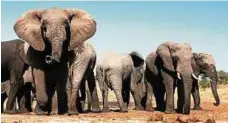  ?? FOTO: 2630BEN ?? Elefanten sind für ihr gutes Langzeitge­dächtnis bekannt.