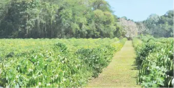  ??  ?? Puerto Rico Coffee Roasters tiene en agenda la distribuci­ón de estos palitos de café entre los caficultor­es para aumentar la producción del grano en la Isla.