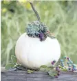  ??  ?? White pumpkin topped with a miniature succulent bouquet in shades of violet and blue created by Katie Mazi of Mullen Garden Market was easy to put together and will last for several weeks indoors.