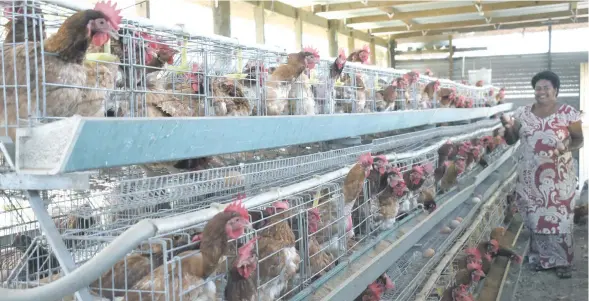  ?? Photo: Afa Kaumaitoto­ya ?? Nakama Developmen­t Project treasurer Laisa Tavusa at a chicken shed, one of the Nakama Developmen­t Projects, in Labasa on October 21, 2017.