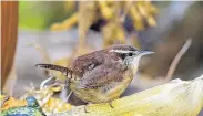  ?? Kathy Adams Clark ?? Carolina wrens seek out roosting sites in the nonbreedin­g season in tangles that might include a basket or holiday wreath.