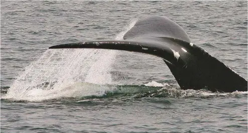 ?? STEPHAN SAVOIA ASSOCIATED PRESS ?? Selon le ministre fédéral des Pêches, Dominic LeBlanc, de 80 à 100 baleines noires se trouveraie­nt actuelleme­nt dans le golfe du Saint-Laurent. Au moins 10 de celles-ci sont mortes depuis le début du mois de juin.