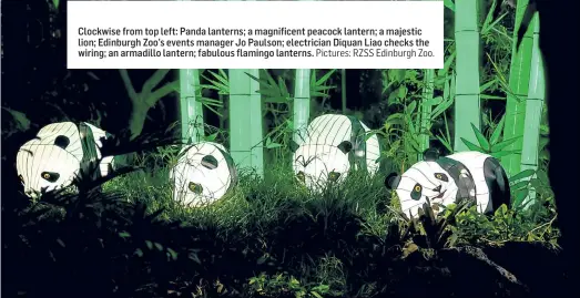  ?? Pictures: RZSS Edinburgh Zoo. ?? Clockwise from top left: Panda lanterns; a magnificen­t peacock lantern; a majestic lion; Edinburgh Zoo’s events manager Jo Paulson; electricia­n Diquan Liao checks the wiring; an armadillo lantern; fabulous flamingo lanterns.