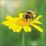  ??  ?? A bee collecting pollen from a yellow corn marigold