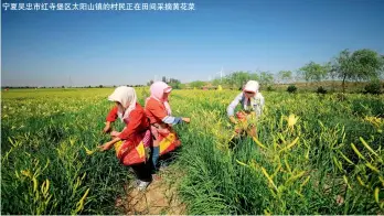  ??  ?? 宁夏吴忠市红寺堡区太­阳山镇的村民正在田间­采摘黄花菜