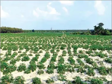  ?? SUPPLIED ?? A cassava field is shown in the Kingdom’s youngest province Tbong Khmum. Hun Sen has called for a feasibilit­y study that could lead to two additional provinces being carved out.