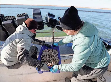  ?? RICHARD BURKHART/ USA TODAY NETWORK ?? Perry Solomon hands his wife Laura a full bin while harvesting Salt Bomb oysters from their floating oyster farm in the Bull River on January 10.