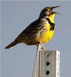  ?? AP ?? Una alondra occidental en el Refugio Nacional de Vida Silvestre de las Montañas Rocosas en Colorado, Estados Unidos.