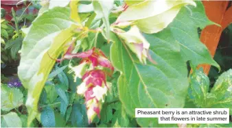  ??  ?? Pheasant berry is an attractive shrub that flowers in late summer