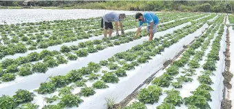  ??  ?? Los frutillero­s comienzan a cosechar y esperan poder vender en la feria tradiciona­l.