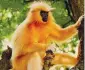  ??  ?? Golden langur