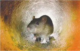  ?? AFP/GETTY IMAGES ?? Councillor­s discussed ideas to help mitigate Ottawa’s rat problem. There have been 442 complaints this year as of July 25.