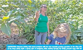  ??  ?? CARPINTERI­A: Maureen Claffey talks about problems with the new cannabis growing operation on the other side of her fence which emits a strong odor of marijuana while walking through the family avocado trees with her daughter Maisie, 7, in the small seaside community of Carpinteri­a near Santa Barbara, California. — AFP