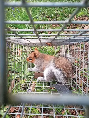  ?? RED SQUIRREL TRUST WALES ?? The grey squirrel trapped on southeast Anglesey after eluding all attempts at capture for more than six weeks