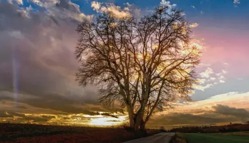  ?? Foto: Günter Bender ?? Was für eine fantastisc­he Lichtstimm­ung: Das Bild stammt von Günter Bender aus Bonstetten, der bei Dinkelsche­rben-Au mit einer Nikon 800 fotografie­rt hat.