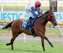  ?? PHOTO: RACE IMAGES ?? Savvy Coup is one of two horses the Pitman stable will race in the Levin Classic at Trentham.