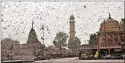  ?? PIC/PTI ?? Swarms of locust in the walled city of Jaipur, Rajasthan