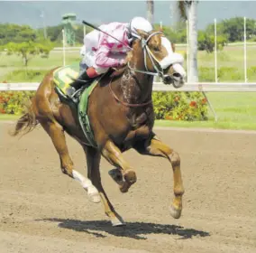  ?? (Photo: Garfield Robinson) ?? Miniature Man travelling smoothly down the straight with jockey Anthony Thomas in the saddle.