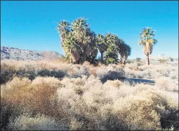  ?? Bob Morris ?? Desert palms, or California palms, are found as native palms in the desert clustered around water. You never want to surround them with rock or not around water source.