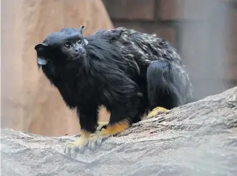  ?? ?? One of the golden hand tamarins.