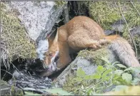  ?? PICTURES: PA WIRE ?? STRIKING: Clockwise from top, Wild and free Siberian tiger by Sergey Gorshkov, which won the Wildlife Photograph­er of the Year competitio­n; a young male proboscis monkey, by Mogens Trolle; a fox cub trying to eat a barnacle goose in a rock crevice by Liina Heikkinen.