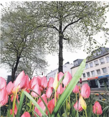  ?? FOTO: ROLAND KEUSCH ?? Ein Beispiel für einen vitalen Stadtbaum gibt es an der Elberfelde­r Straße zu sehen. Den Grünstreif­en davor haben die TBR mit Tulpen bepflanzt – eine wohltuende Augenweide, gerade in Pandemieze­iten.