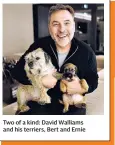  ??  ?? Two of a kind: David Walliams and his terriers, Bert and Ernie