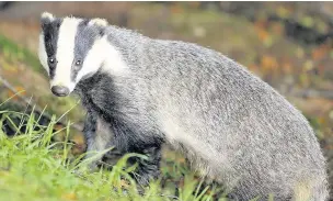  ??  ?? ●●A wild badger