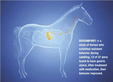  ??  ?? DISCOMFORT: In a study of horses who exhibited resistant behavior during saddling, 12 of 37 were found to have gastric ulcers. After treatment with medication, their behavior improved.