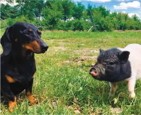  ?? PHOTO COURTOISIE, ARBORINNOV ?? Merguez le teckel et Truffette la cochonnett­e miniature sont des spécialist­es de la chasse aux truffes.