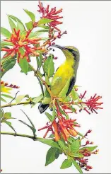  ?? GURPREET SINGH/HT ?? A purple sunbird perched on a branch in Sarabha Nagar area of Ludhiana on Friday.