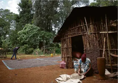  ??  ?? Tahir Malim (ao fundo) espalha café selvagem colhido em sua propriedad­e, na região da floresta Bale, Etiópia