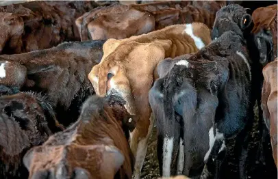  ??  ?? Emaciated cattle on a Sri Lankan farm.