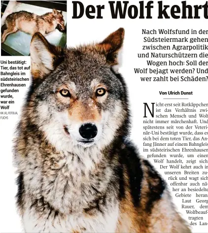  ??  ?? Uni bestätigt: Tier, das tot auf Bahngleis im südsteiris­chen Ehrenhause­n gefunden wurde, war ein
Wolf
KK (4), FOTOLIA,
FUCHS