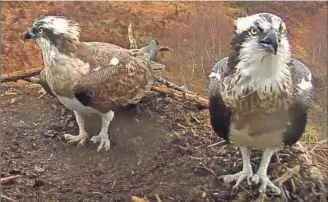  ??  ?? Louis and Aila, arrived back at the nest site on Saturday and Monday, respective­ly.