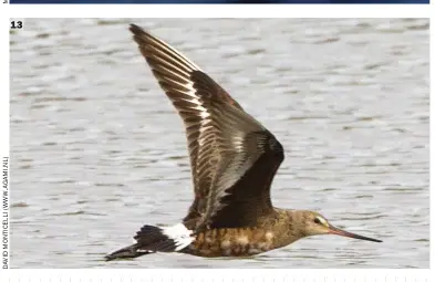  ??  ?? 13 13 Hudsonian Godwit (Inishmore, Co Galway, 17 September 2015). The first feature that leaps out about this bird is the black underwing coverts, which is diagnostic of Hudsonian. The upperwing pattern is similar to Black-tailed, but note how the white wing-bar is significan­tly narrower than in that species. The bill is noticeably upcurved, recalling Bar-tailed, and is relatively short. This, coupled with the solid orange markings to the belly (albeit now in moult), identify this as an adult male Hudsonian Godwit transition­ing from breeding to winter plumage.