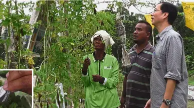  ??  ?? Profitable
produce: Kon (right) plans to expand the organic farm in Pahang to improve the orang asli’s revenue. Their vegetables (inset) will soon be sold at major supermarke­ts.