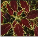  ??  ?? Coleus FlameThrow­er Serrano